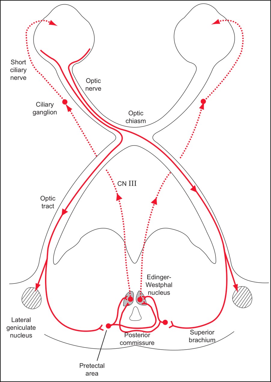 Figure 7.7.2 The Pupillary Light Pathway