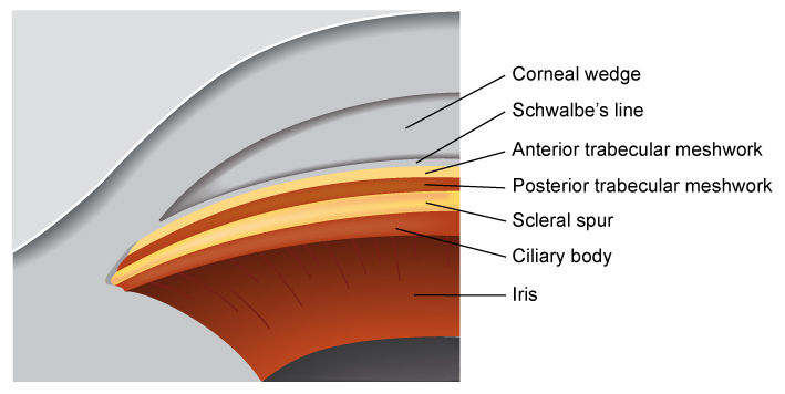 Figure 3.1.3 Normal Anterior Chamber Angle