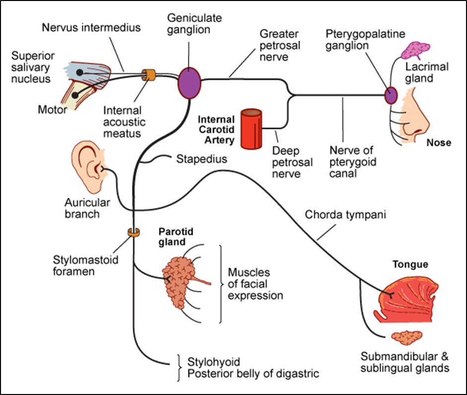 Cranial Nerve Vii Pathway