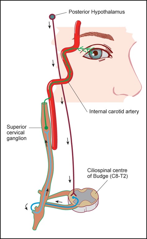 Figure 7.8.1 Oculo-sympathetic Pathway