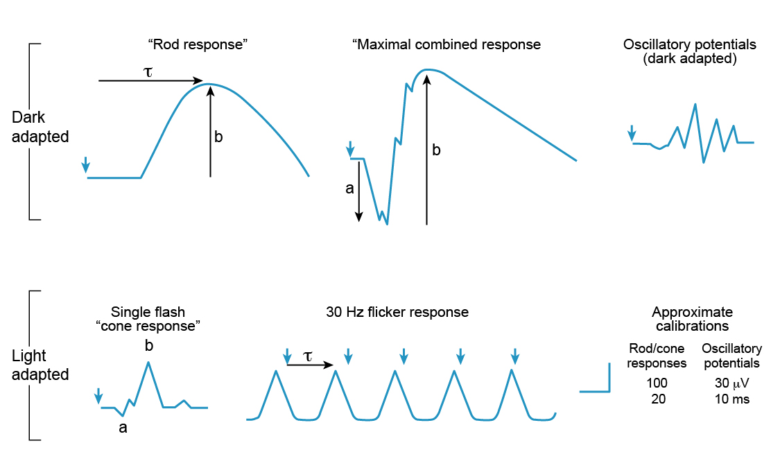 Figure 9.11.2 Typical Full Field ERG Responses